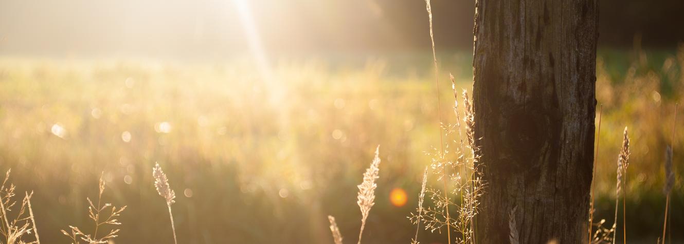 tree in golden field