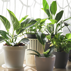 houseplants