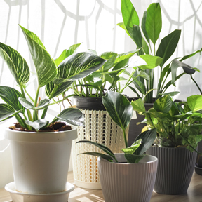 houseplants